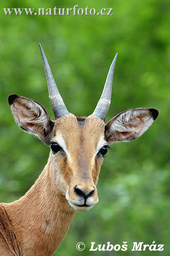 antelope-impala-05a21056.jpg