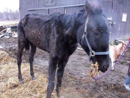 starving-horsejpg-8116403eed7b6c23_large.jpg