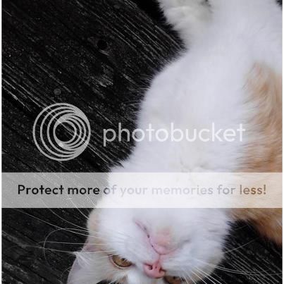 furball_zps0e4c53a9.jpg
