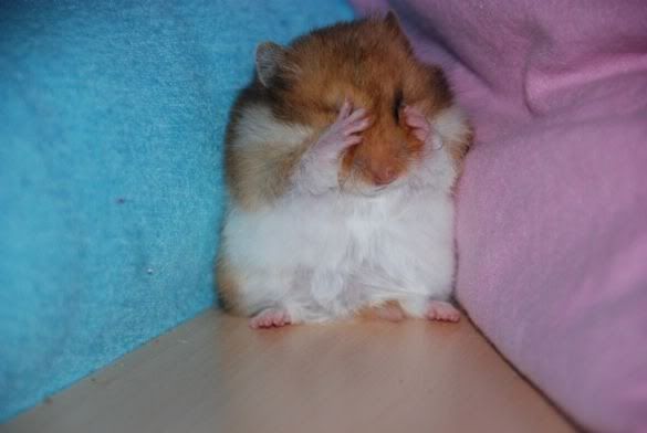 hamster.jpg