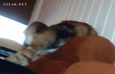 tumblr_mo4py13bSC1s2yegdo1_400.gif