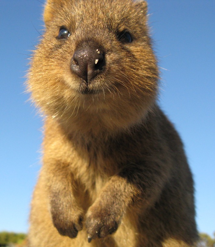 quokka_close.jpg