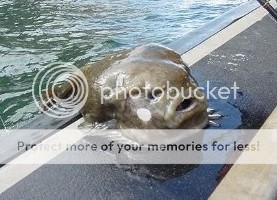 lumpfish.jpg