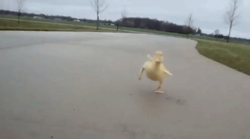 ducky_zpsc7def79f.gif