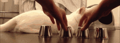 tumblr_mgp3pguUos1rjcfxro1_400.gif