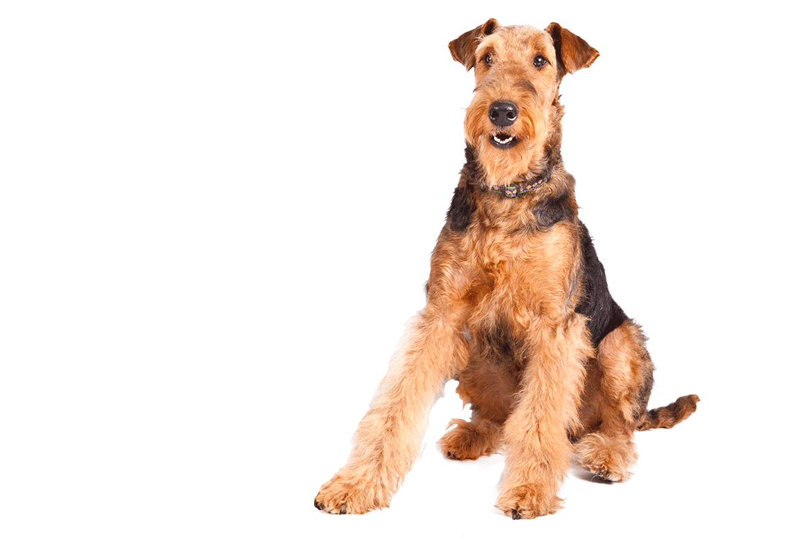 AiredaleTerrier_cutout.png