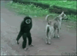 Monkey.gif