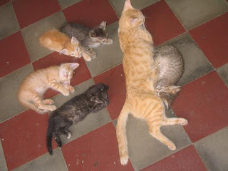 granada+cats.JPG