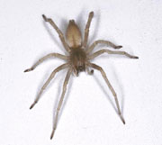 lil_spider.jpg