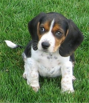 PocketBeagleRileyPuppy4MonthsOld2.JPG
