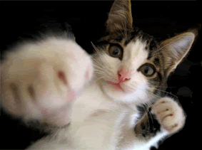 catboxing.gif