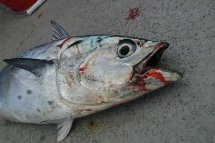 dead_fish.jpg