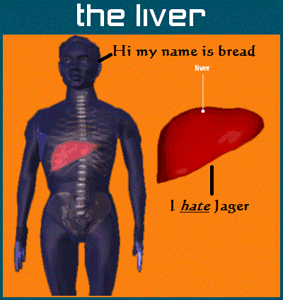 liver.gif