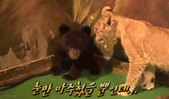 bearcubvslioncub0.gif