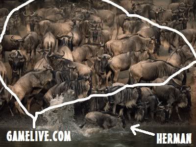migratingwildebeests.jpg