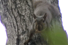 I4h2c.gif