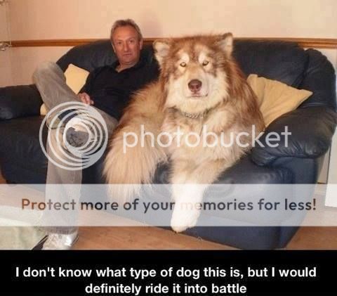 dog_zps0291b00c.jpg