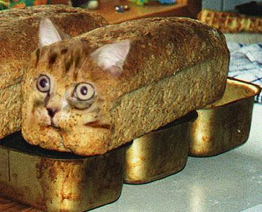 cat_bread.png