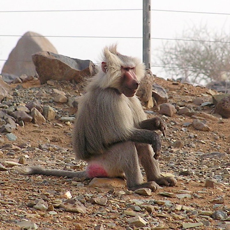 monkey.jpg