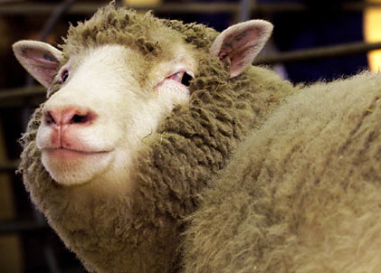 sheep.jpg