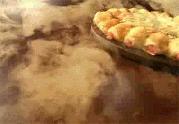 babypizza.gif