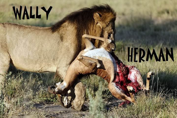 lion20carrying20impala.jpg