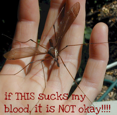 giant+mosquito.jpg