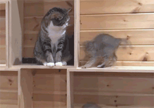justbecats.gif
