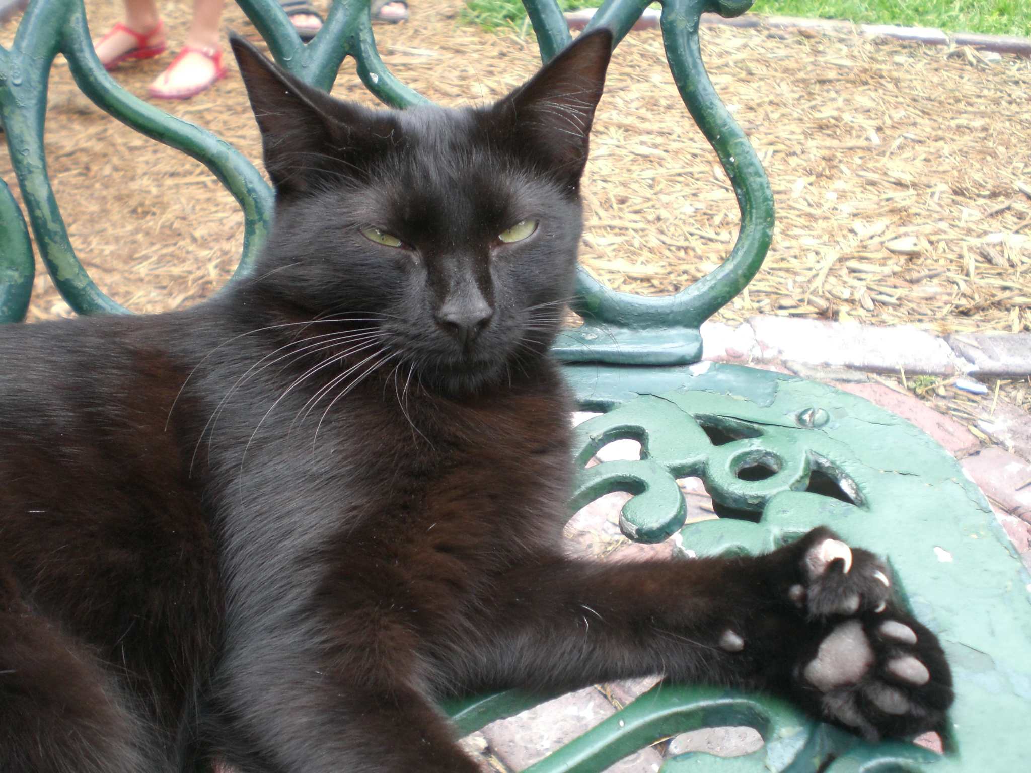 Polydactylcat.jpg