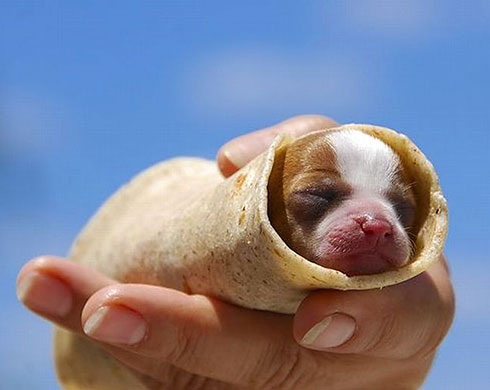 pancake-puppy.jpg