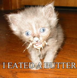 lol-cats-1.jpg