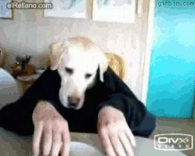 1268682414_dog-has-dinner.gif