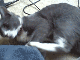 abd-343_zps25ed4929.gif