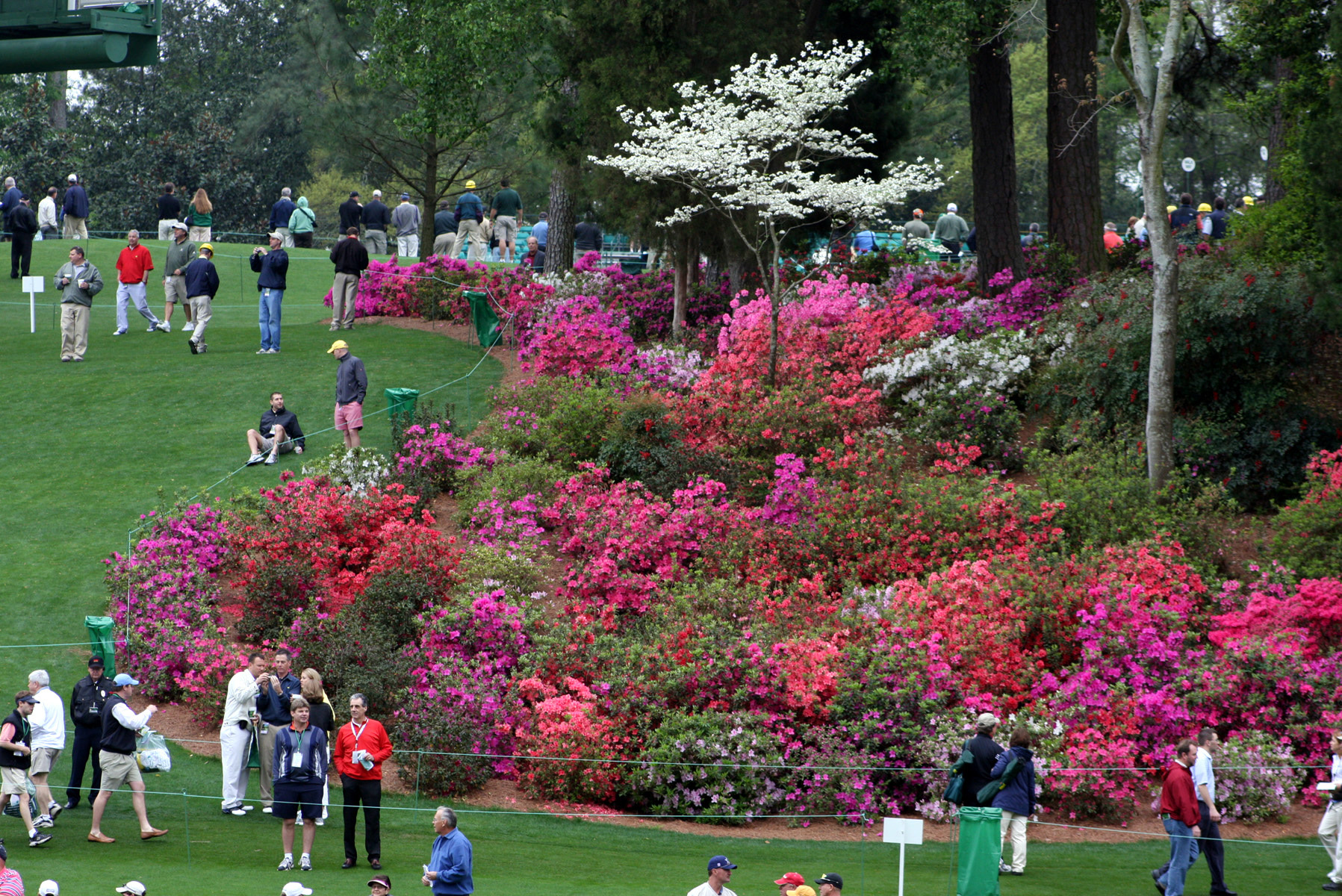 Augusta-Azaleas.jpg