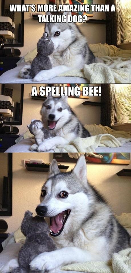 pun-dog-pun-husky-02.jpg