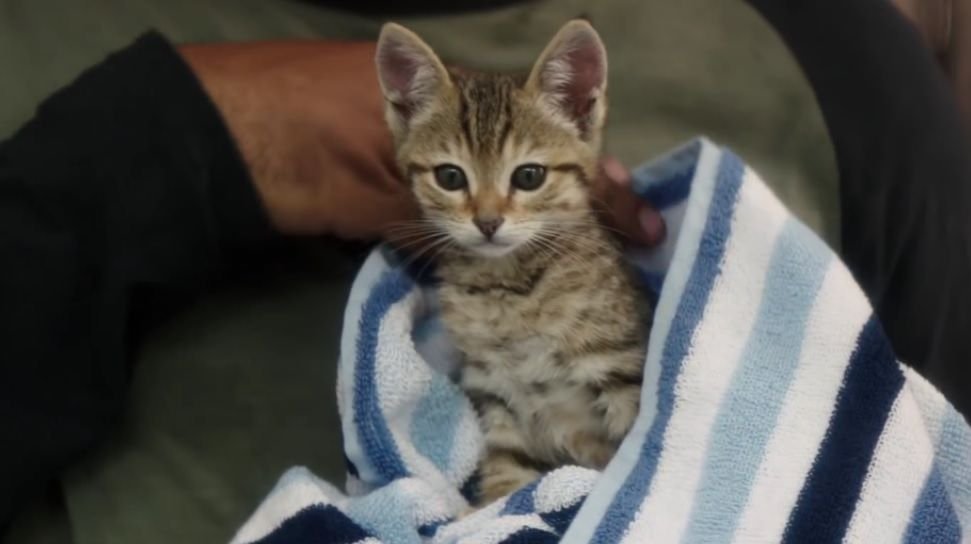 keanu-kitten-key-peele.jpg