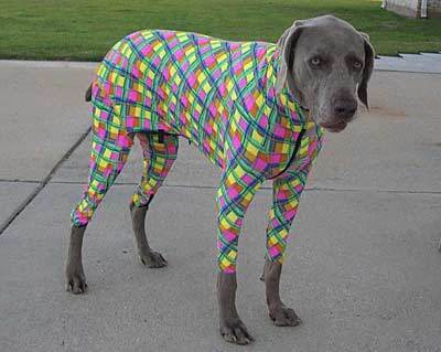 rad-dog.jpg