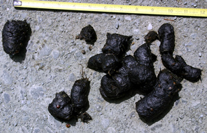 poop1.jpg