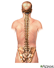 spine.jpg