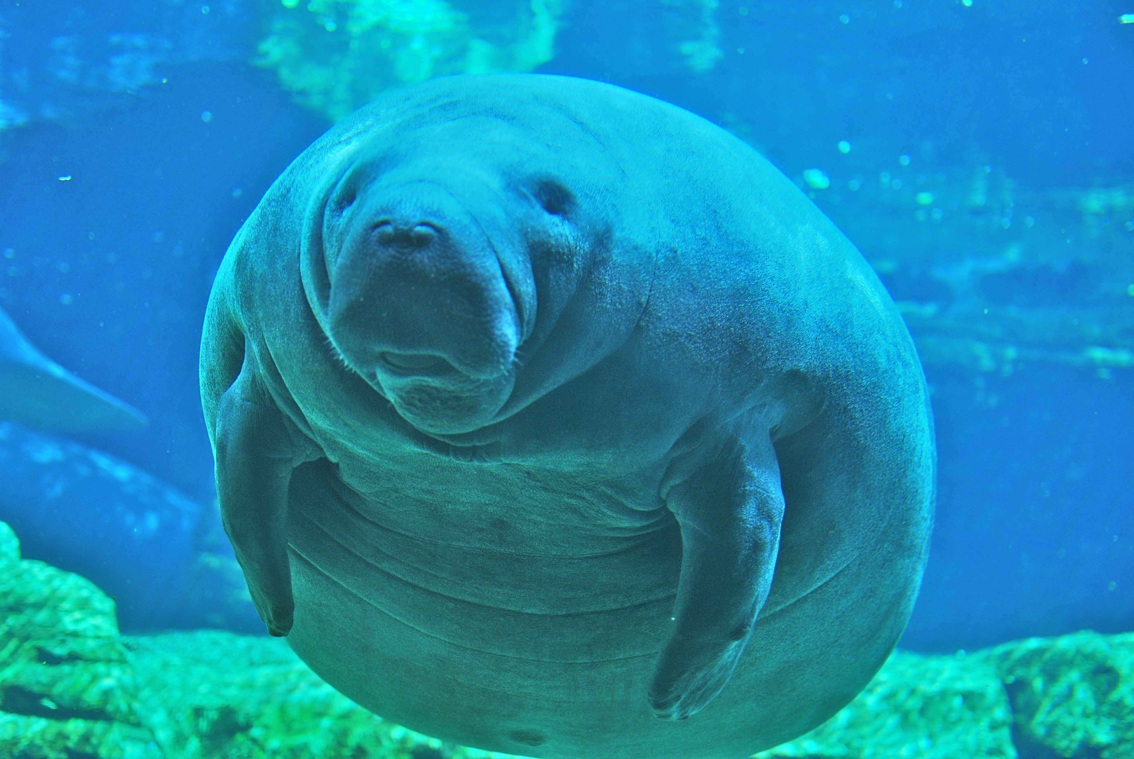 Manatee_at_Sea_World_Orlando_Mar_10.JPG