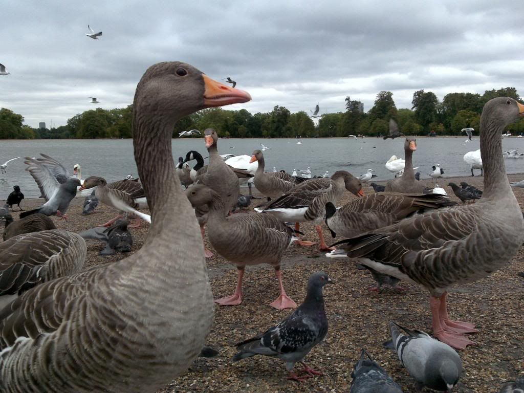 30082009604Hydepark.jpg