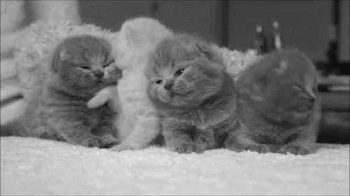 tumblr_lzuwwteG261qhdif9o1_r1_500.gif