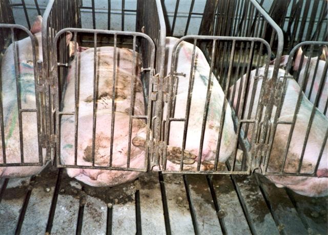 ca_pig_1.jpg