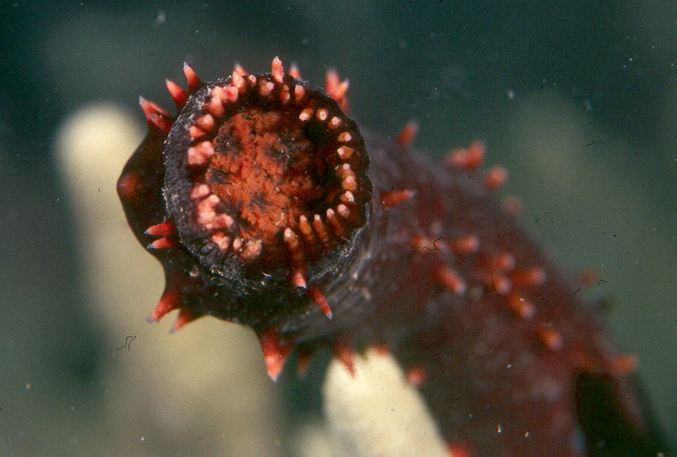 Grazing_sea_cucumber.jpg