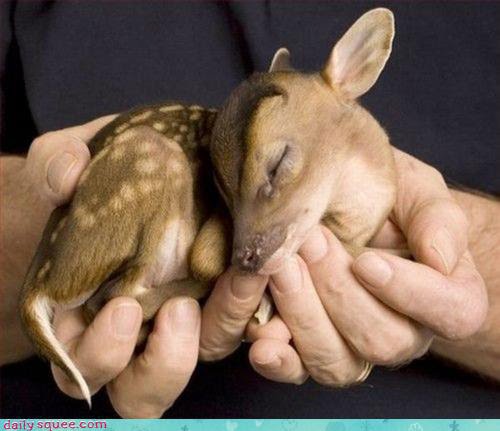 dear_deer.jpg
