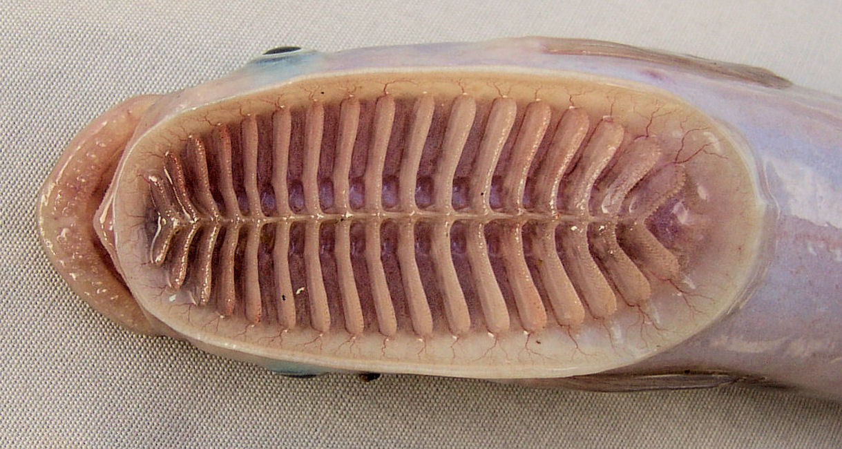 f100-remora-3.jpg