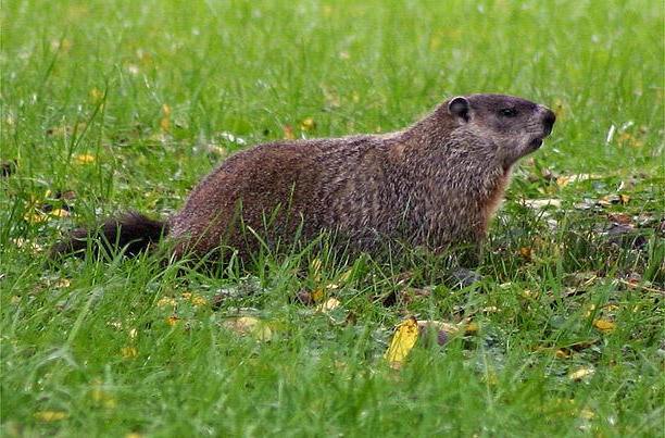 groundhog-L.jpeg