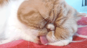 tumblr_mlcba1xpax1s6h4szo1_400.gif