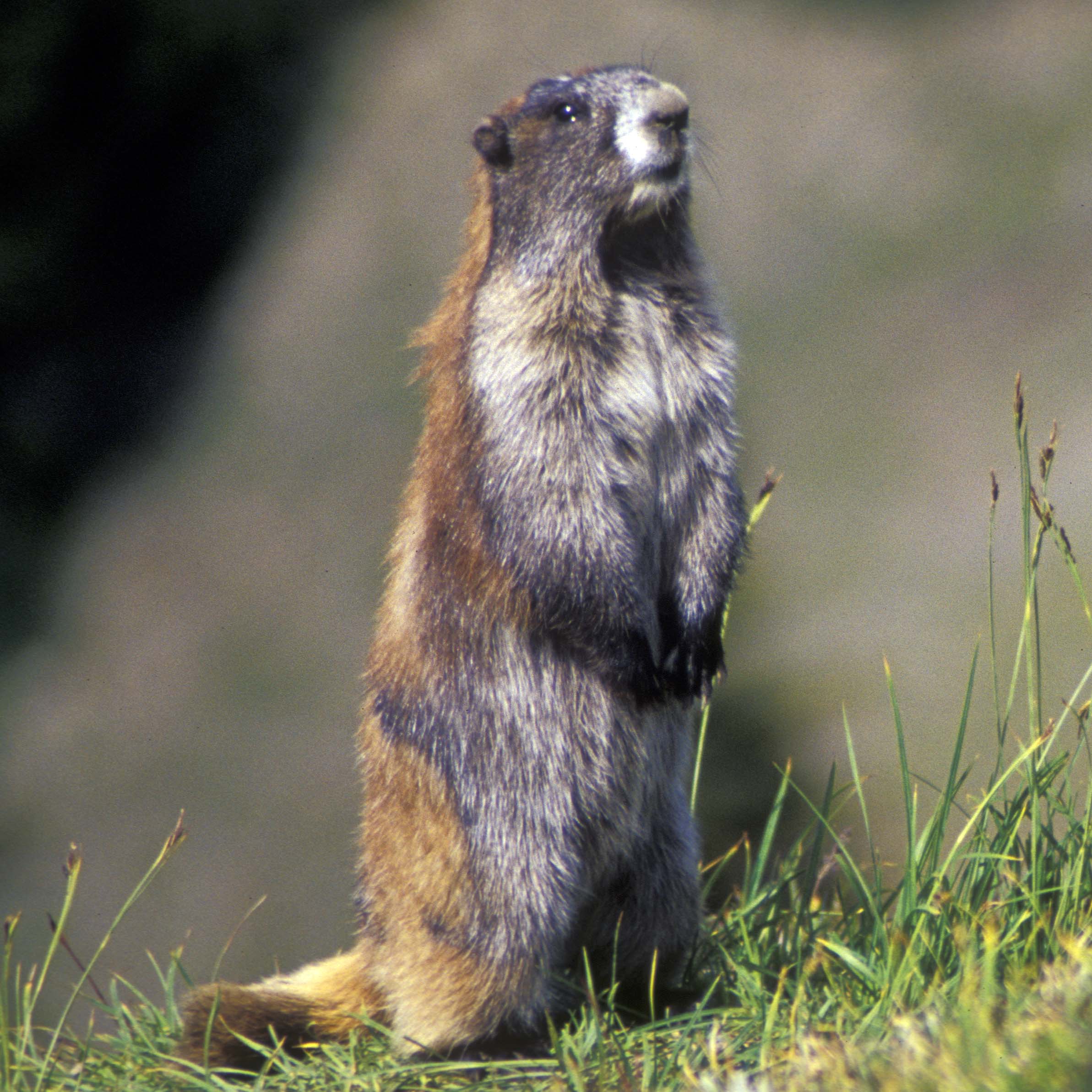 RSH-marmot-standing-Stan-Julia-Pagacz.jpg