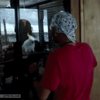 tumblr_msbeb1liEN1r3gb3zo1_400.gif